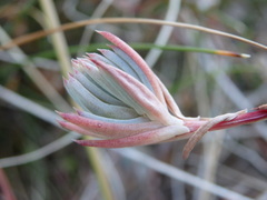 Petrosedum pruinatum