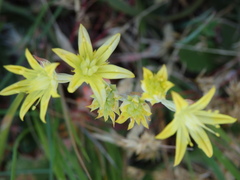 Petrosedum pruinatum
