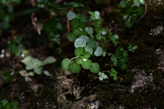 Pilea cavaleriei