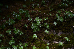 Pilea cavaleriei
