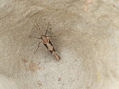 Rhigognostis incarnatella