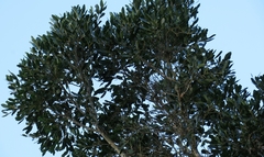 Apodytes dimidiata dimidiata