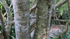 Apodytes dimidiata dimidiata