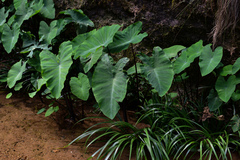 Colocasia esculenta