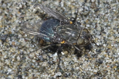 Ptilonesia auronotata