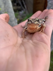 Rana arvalis