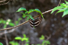 Limenitidini