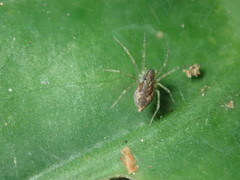Dendrolycosa