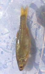 Petroleuciscus borysthenicus