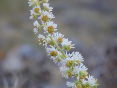 Sesamoides suffruticosa