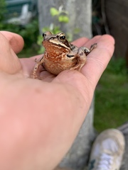 Rana arvalis