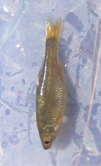 Petroleuciscus borysthenicus