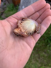 Rana arvalis