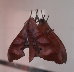 Marumba nympha