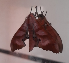Marumba nympha