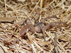 Afroneutria erythrochelis