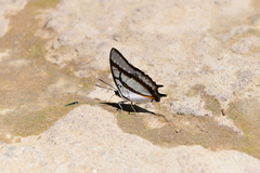 Polyura eudamippus