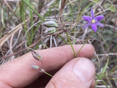 Thysanotus banksii