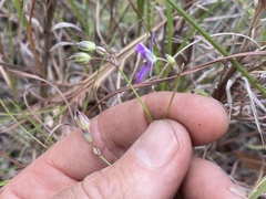 Thysanotus banksii