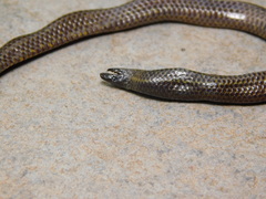 Uropeltis