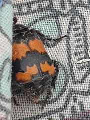 Nicrophorus investigator