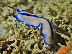 Pseudoceros concinnus