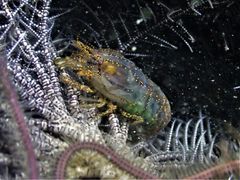 Synalpheus stimpsonii