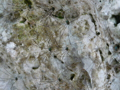 Leiobunum viridorsum