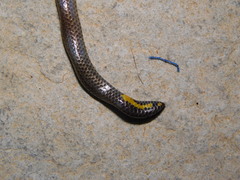 Uropeltis