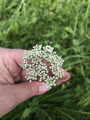 Selinum carvifolia
