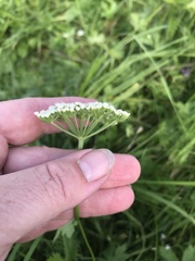 Selinum carvifolia