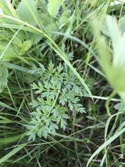 Selinum carvifolia