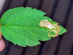 Agromyza spiraeoidearum