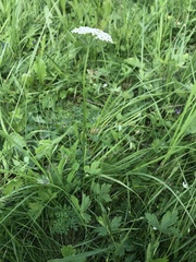 Selinum carvifolia