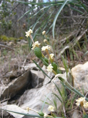 Narcissus dubius