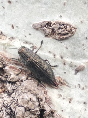 Poecilonota cyanipes