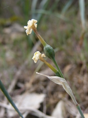 Narcissus dubius