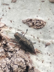 Poecilonota cyanipes