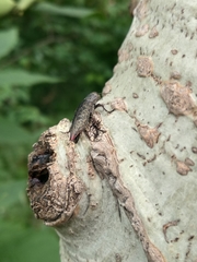 Poecilonota cyanipes