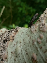 Poecilonota cyanipes