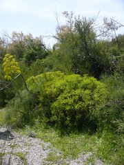 Euphorbia paniculata