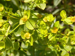 Euphorbia paniculata