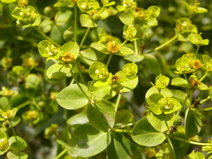 Euphorbia paniculata