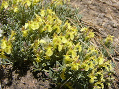 Teucrium thymifolium fraternum
