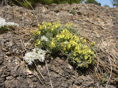 Teucrium thymifolium fraternum