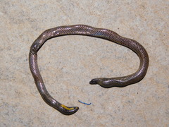 Uropeltis