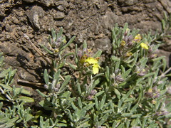 Teucrium thymifolium fraternum