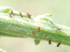 Uroleucon jaceae
