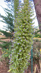 Echium pininana