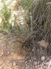 Onobrychis stenorhiza